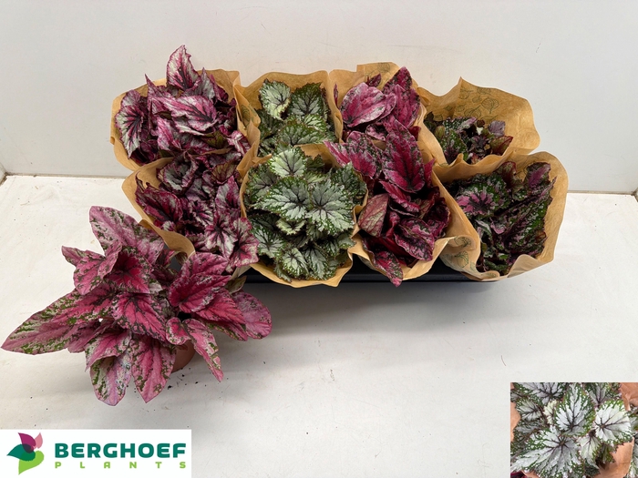 <h4>BEG BEL GEM</h4>