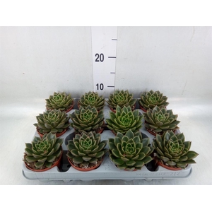 Echeveria   ...not flowering