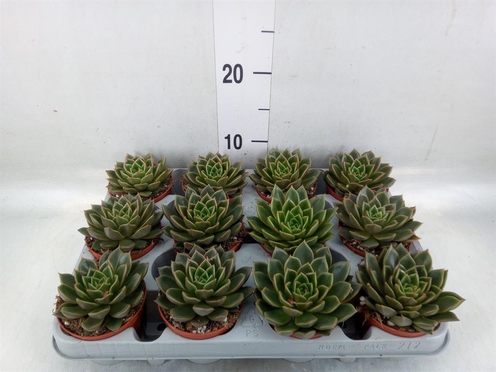 <h4>Echeveria   ...not flowering</h4>