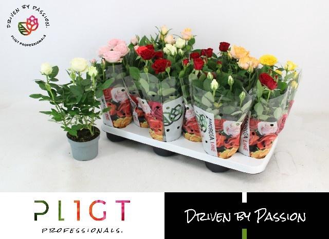 <h4>!! PROMO !! ROSA AMOROSA MIX</h4>