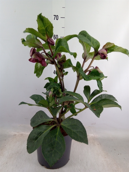 <h4>Helleborus x hybr. 'Red Princess'</h4>