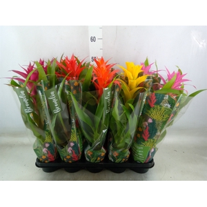 Guzmania   ...mix