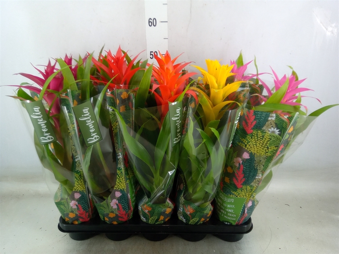 <h4>Guzmania   ...mix</h4>
