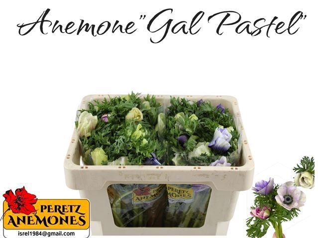 <h4>ANEM CO GALIL PASTEL</h4>