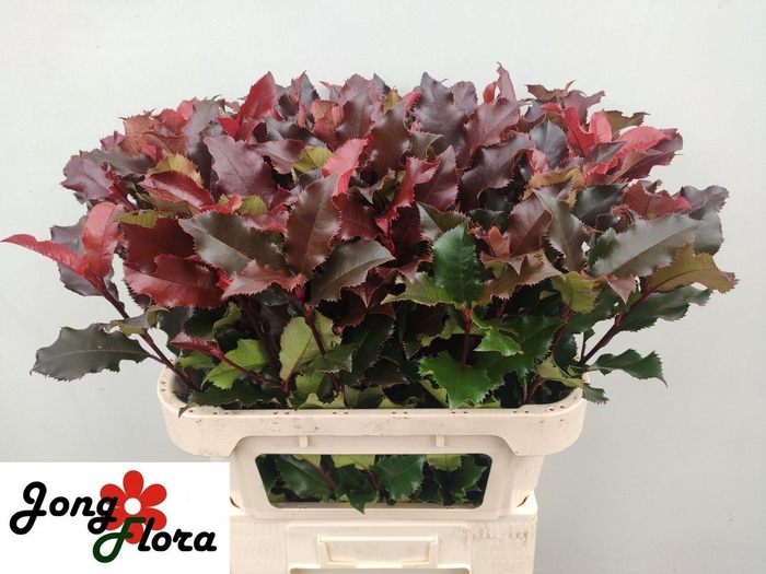 <h4>PHOT MAG VOLCANO</h4>