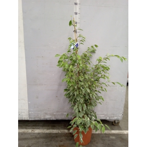 Ficus benja. 'Golden King'