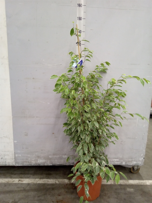 <h4>Ficus benja. 'Golden King'</h4>