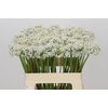 Allium Tuberosum