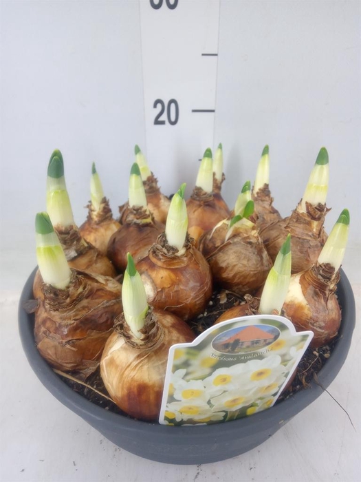 <h4>Narcissus   ...</h4>