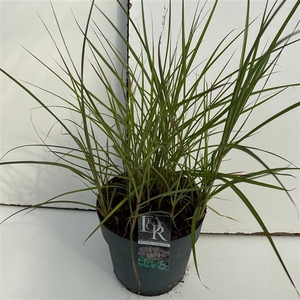 Graminées Miscanthus 'Ferner Osten'