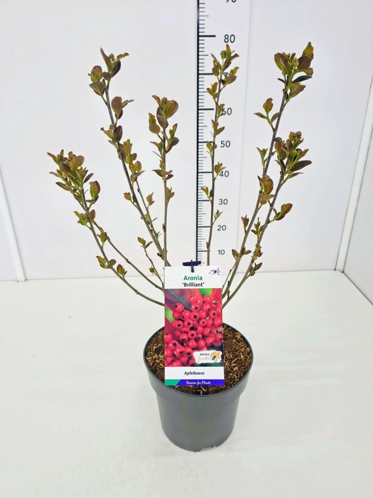 <h4>Aronia arbutifolia</h4>