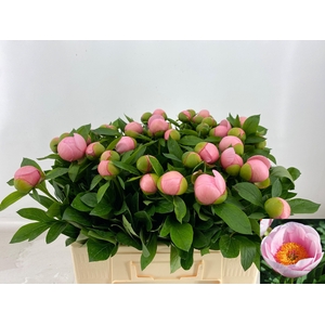 PAEO S SALMON SAUCER