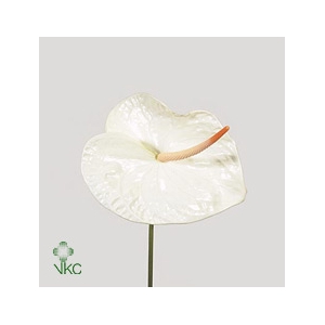 Anthurium Acropolis