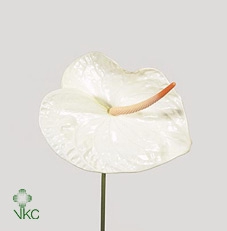 <h4>Anth A Acropolis</h4>