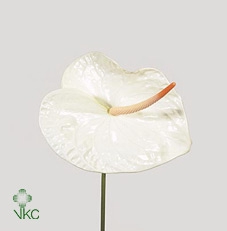<h4>Anthurium Acropolis</h4>