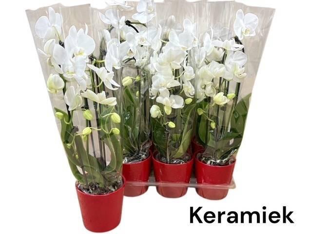 <h4>ARR PHALA MT 14+</h4>