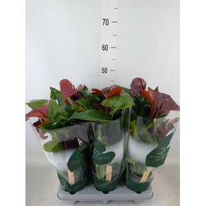 Anthurium andr. 'Essencia'