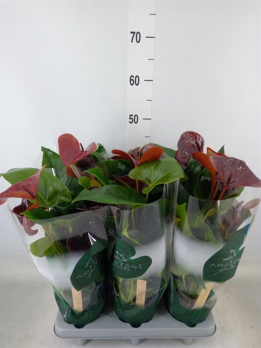 <h4>Anthurium andr. 'Essencia'</h4>