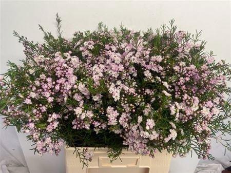 <h4>CHAME UN DANC QUEEN</h4>