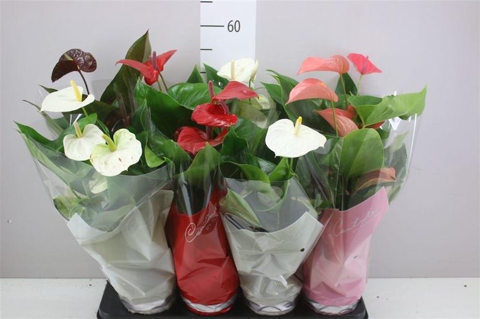 <h4>Anth An Gemengd</h4>