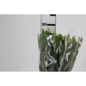 ALSTROEMERIA MISTRAL 080 CM
