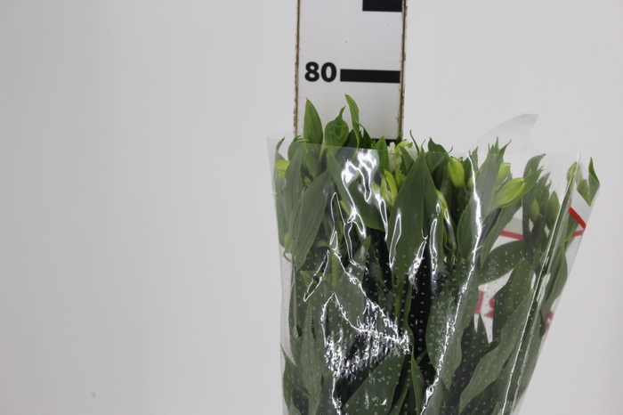 <h4>ALSTROEMERIA MISTRAL 080 CM</h4>