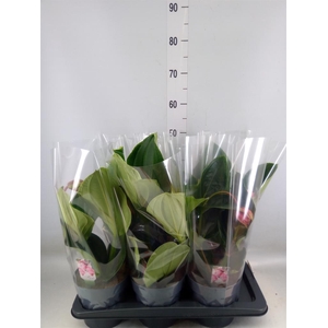 Medinilla magn. 'Flamenco'