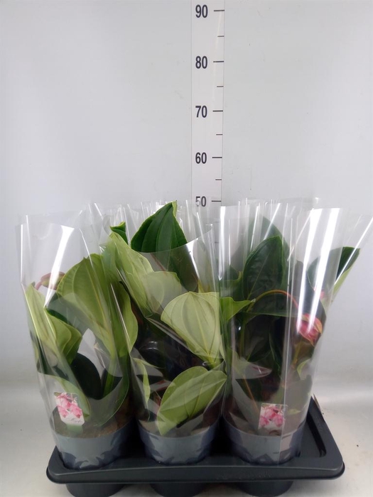 <h4>Medinilla magn. 'Flamenco'</h4>