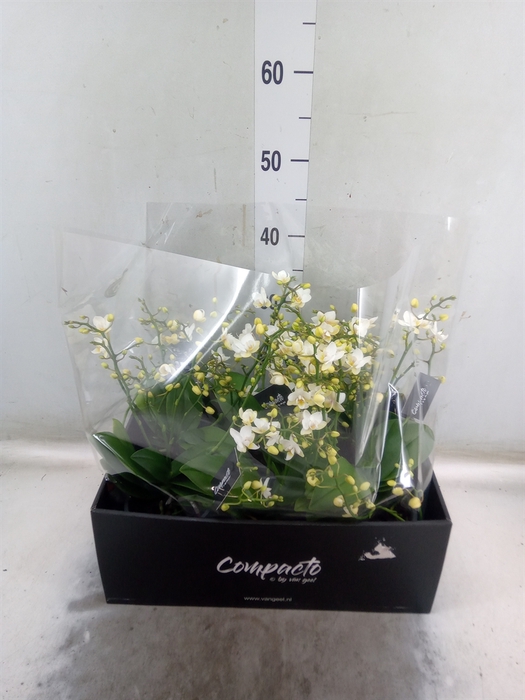 <h4>Phalaenopsis multi. 'Cream Punch'</h4>