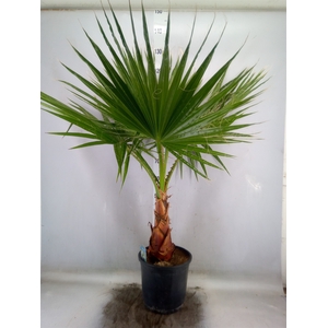 Washingtonia filifera