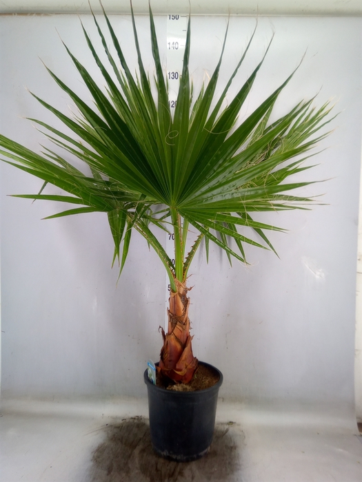 <h4>Washingtonia filifera</h4>