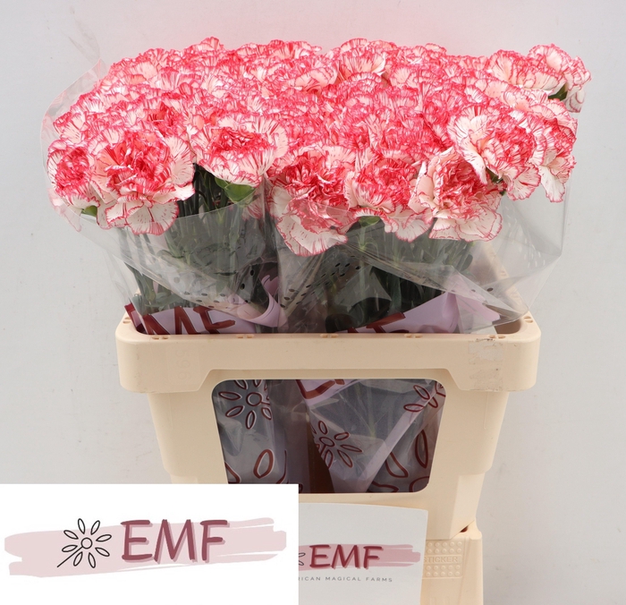 <h4>DI ST CORALIE</h4>