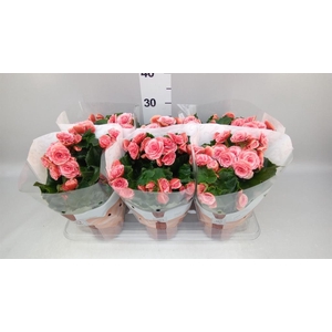 Begonia elat. DU 'Borias'