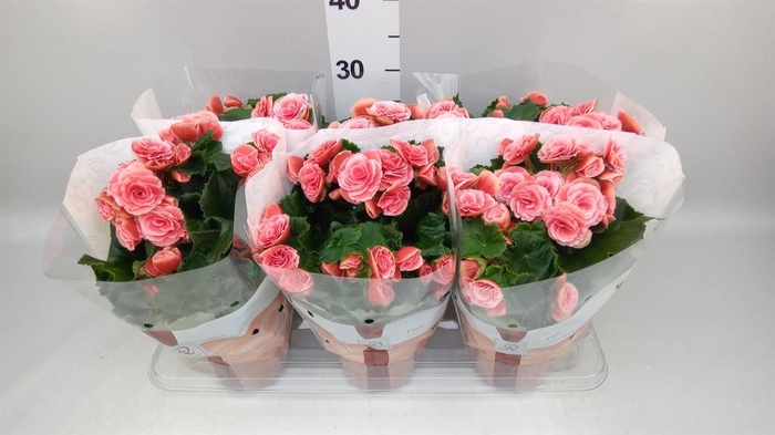 <h4>Begonia elat. DU 'Borias'</h4>