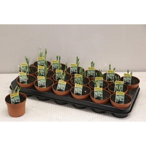 GALANTHUS NIV IN POT