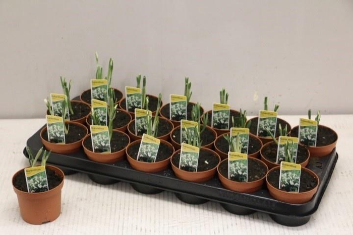 <h4>GALANTHUS NIV IN POT</h4>