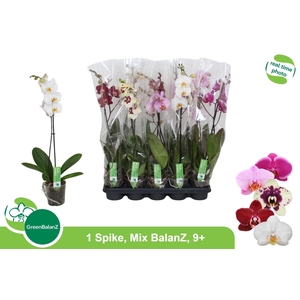 PHAL GEM