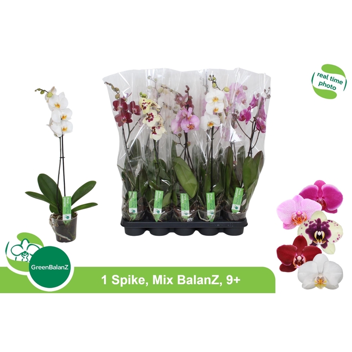 <h4>PHAL GEM</h4>