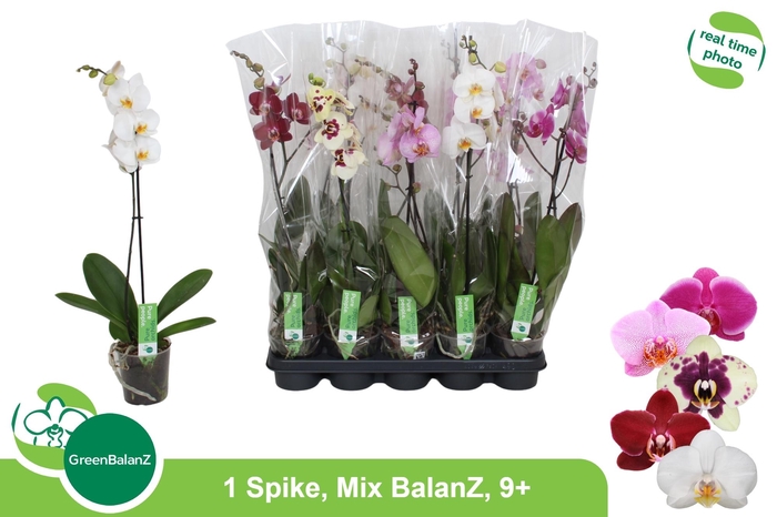 PHAL GEM