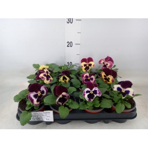 Viola wr. 'Delta Rose Surprise'