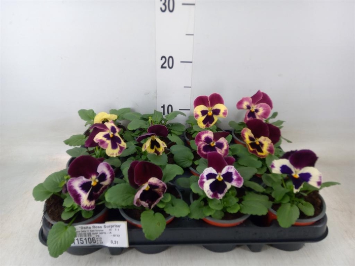 <h4>Viola wr. 'Delta Rose Surprise'</h4>
