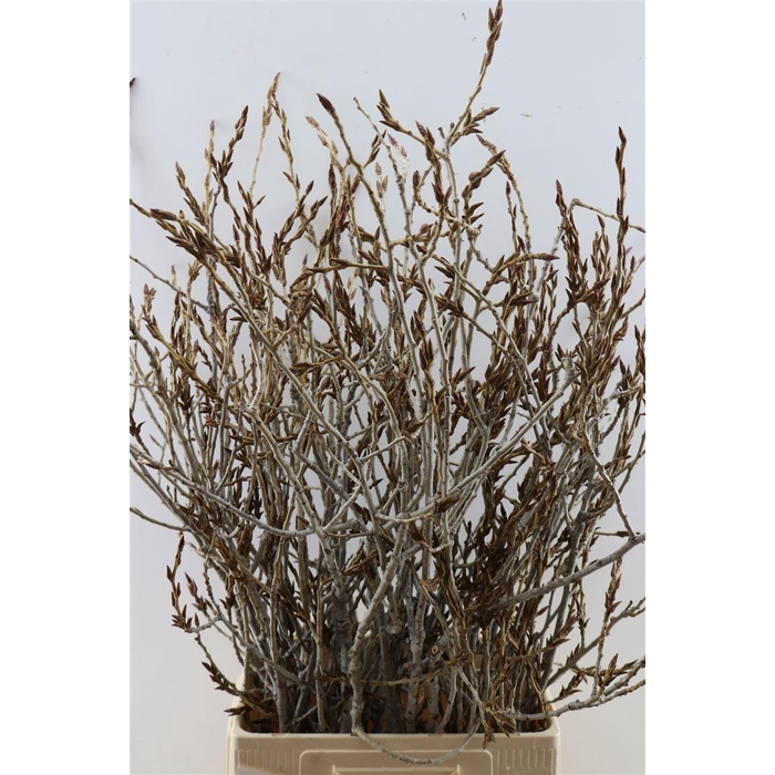 <h4>Kreupelhout P Bos</h4>