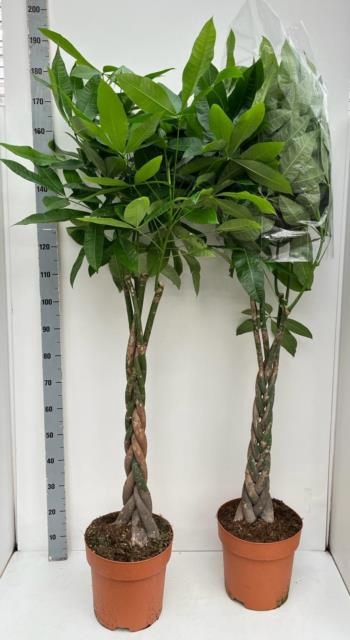 Pachira aquatica 30Ø 180cm