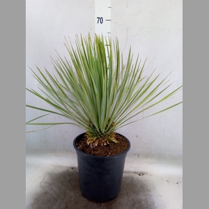 Yucca rostrata
