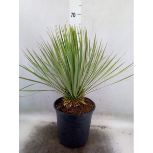 Yucca rostrata