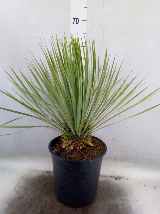 <h4>Yucca rostrata</h4>