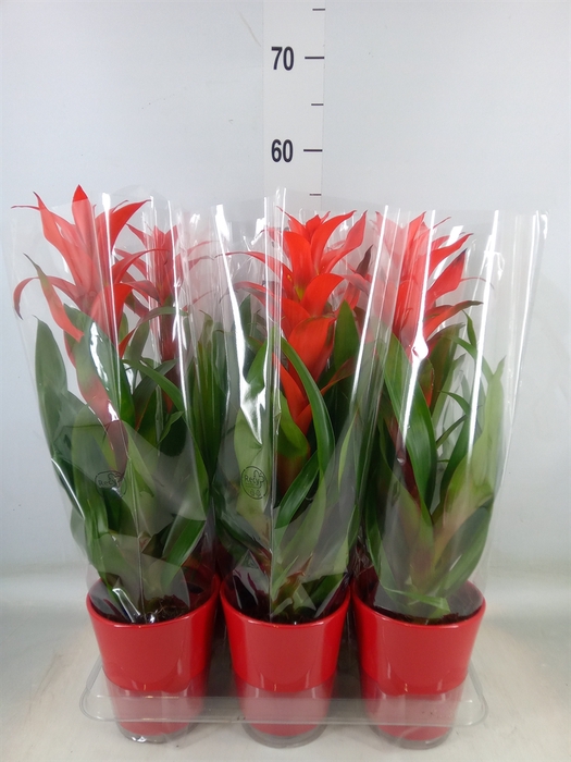 <h4>Guzmania  'Allura'</h4>