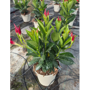Dipladenia
