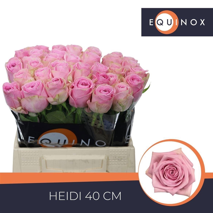 <h4>R GR HEIDI!</h4>