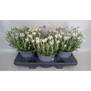 Leontopodium alpinum 'Matterhorn'